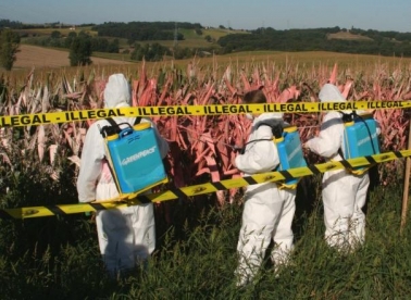 Prijevod ubija GMO
